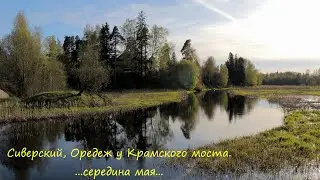 Сиверский, Оредеж у Крамского моста...середина мая...