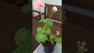 ю   севильяна