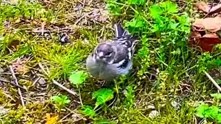 Bird Close-Up