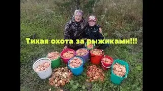 Тихая охота за рыжиками!!!