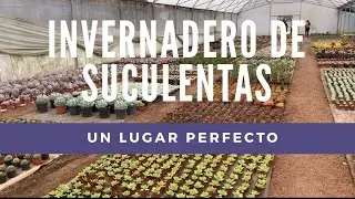 WHERE TO BUY SUCCULENTS? A greenhouse JUST for us.