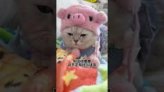 明明是我先来的!#张嘟嘟 #这就是被小猫选中的感觉吧 #粤语猫 #银渐层