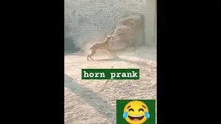 Horn Prank Dog Run part 31😂