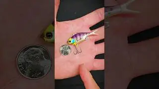 Jackall Jeublu hybrid lipless crankbait BFS lure #fishingvideo #fishing
