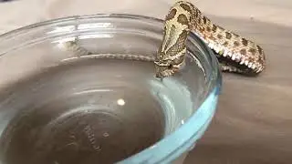 Необычные Потрясающие Моменты Снятые На Камеру