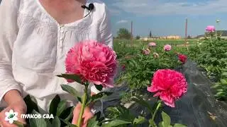 Mary Jo Legare peony. Мари Джо Легар пион