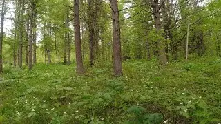 Медно железный лес