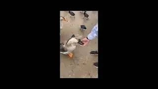 Cute ducks 💕