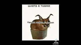 какой ты шлёпа??