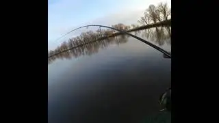 Ого, как тащит эта рыбина!  #shorts