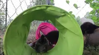 cats in the coop