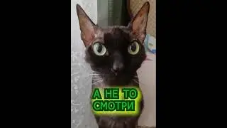 О, кот. #shorts  #cat #funny #юмор