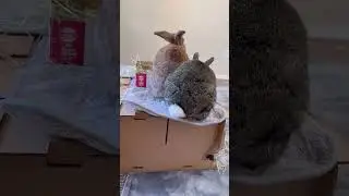 Friend for Bunny🐰❤️ 