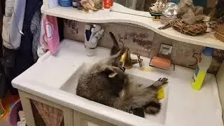 Енот Йохо, просто кусочек из жизни енота дома. 