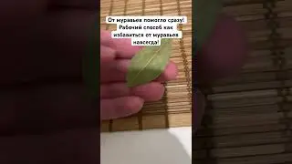 От муравьев помогло сразу! Рабочий способ как избавиться от муравьев навсегда!