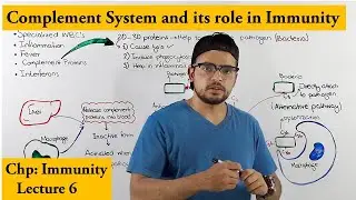 Complement System An immune response of Innate Immunity