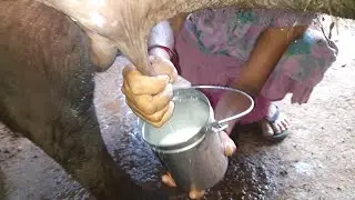 buffalo milking  by Morning