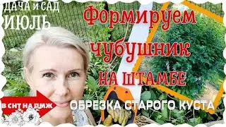 ОТЧУБУШИЛИ ЧУБУШНИК! | ОБРЕЗКА ЧУБУШНИКА (ЖАСМИНА) ИЗ КУСТА В ДЕРЕВО