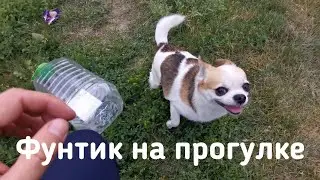 Как гуляет самая умная собака России