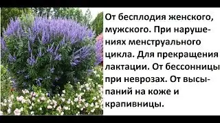 Витекс священный, прутняк.Рецепты народной медицины от бесплодия женского, мужского. От бессонницы.
