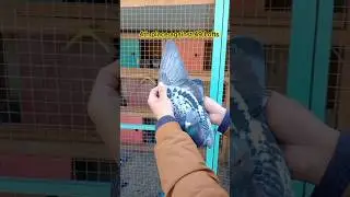victory of Racing Pigeons #shorts #viral #ytshorts #pigeon #palomas #pigeonracing