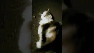 кошечка / kitty