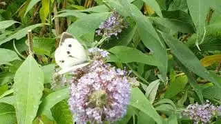 Beautiful Butterflies 🦋🦋