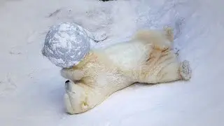 Kai the polar bear with his favorite toy.