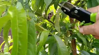 Peaches, nectarines. Spindle formation. Crown illumination. Condition of trees after treatments w...