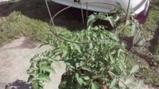 hydro tomatos