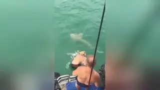 This guy tried to wrestle a shark? Doesn't go to well...