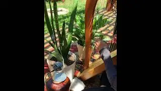 Listen to plants playing music (Sound meditation)