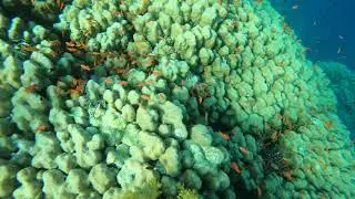 Marsa-Alam, Abu Dabbab, Hilton reef