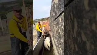 Seperating sheep 3 ways isn’t easy . #farming #sheepfarming #sheephusbandry #sheepherding