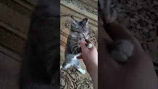 Боксёр 😆😅😁
