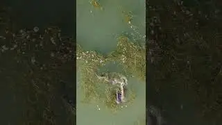 SPAWNING CARP! | EPIC drone footage! #carpfishing #Spawning #fishing