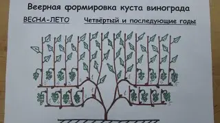 Scheme of rolling grape formation