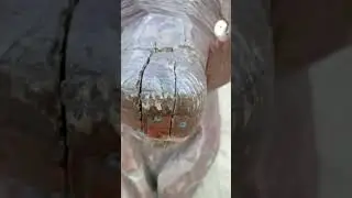 не курите палки #shortvideo #мем #ахахаха