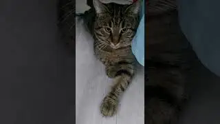 Замечательный сосед #shorts #юмор #кот #фомина