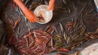 In the morning I went to the fish market and bought small baby fish and released them into the water
