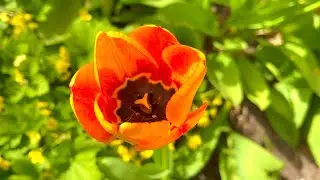 24. April 2021. Tulpen im Park. Bleibt gesund!