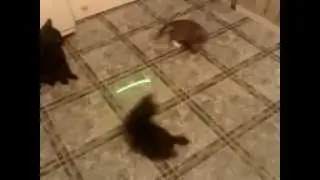 Самое милое видео LoL :D