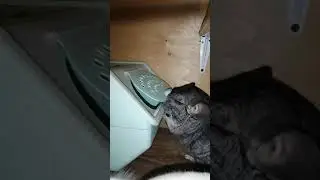 Умные шиншиллы везде найдут песок!!! Chinchillas