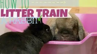 HOW TO LITTER TRAIN A RABBIT 🐰
