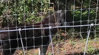 Wolves Barking Sound Effect