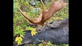 Moose Hunting. The Easy Way to Retrieve a Moose
