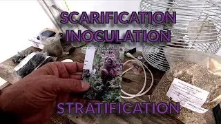 Scarification, Inoculation, and Stratification [Wild Lupine]