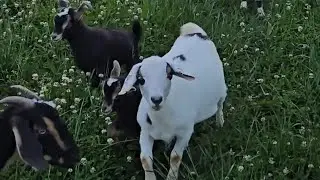 Goats on the Run!