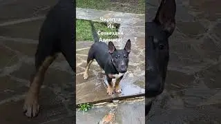Чиритта Из Созвездия Адомаса!