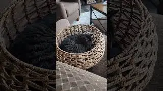 #catsofyoutube